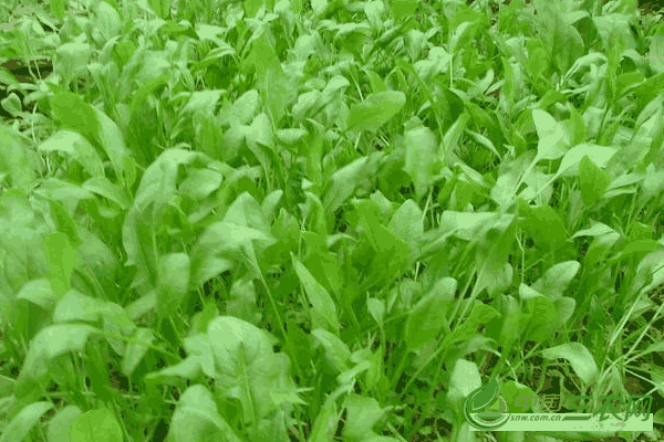 菠菜生长对肥料的需求大吗(菠菜生长对肥料的需求有哪些)